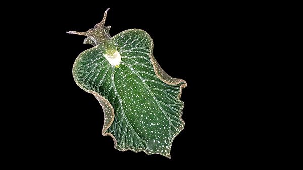 The fantastically weird world of photosynthetic sea slugs