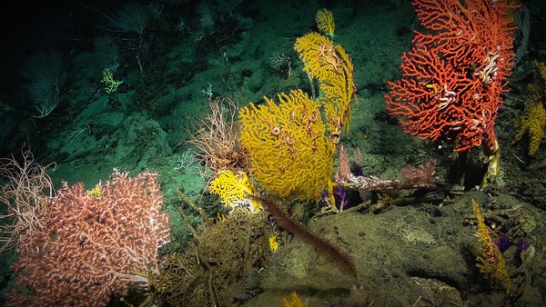 Laura Robinson: The secrets I find on the mysterious ocean floor