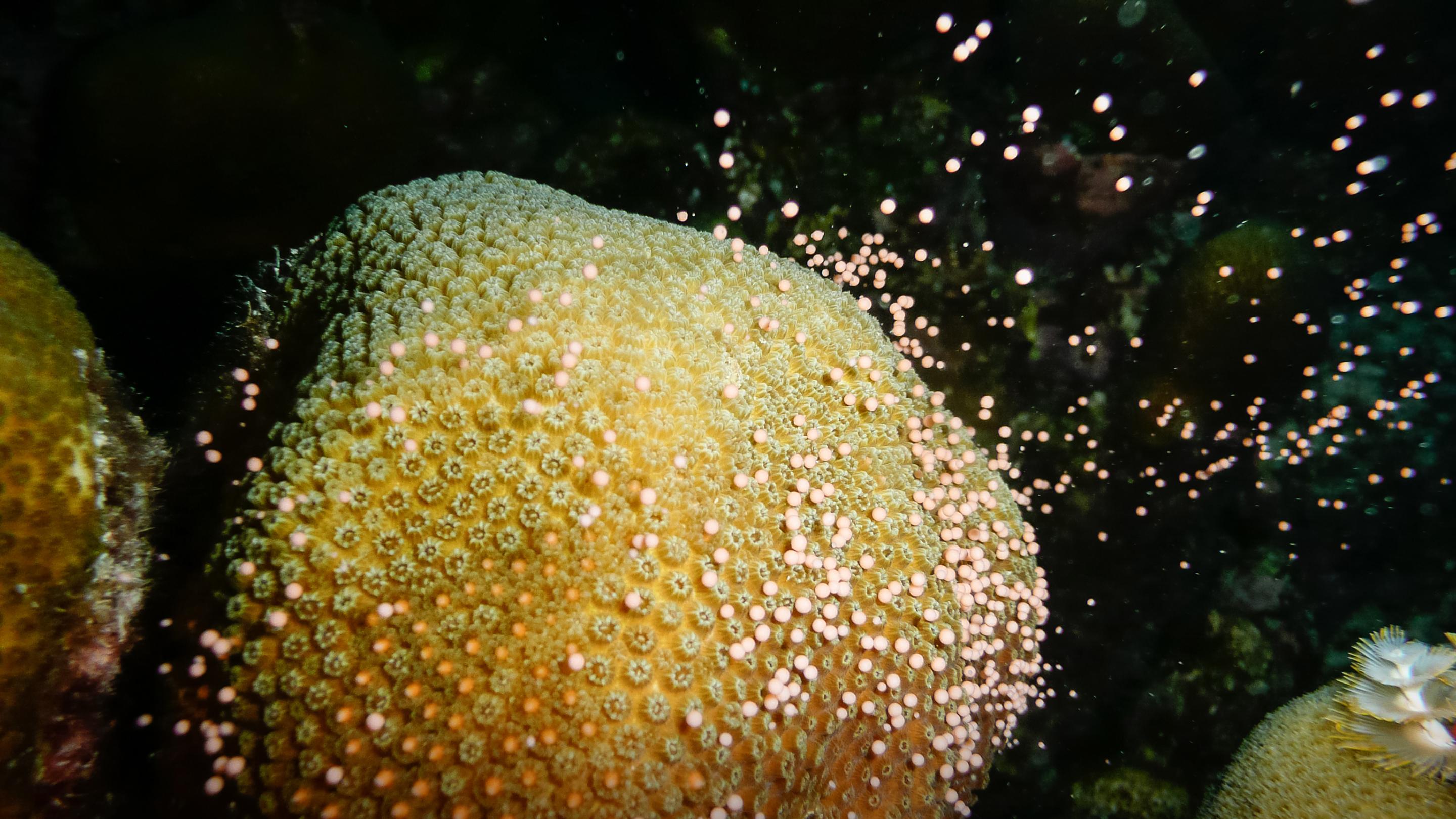 How we're growing baby corals to rebuild reefs