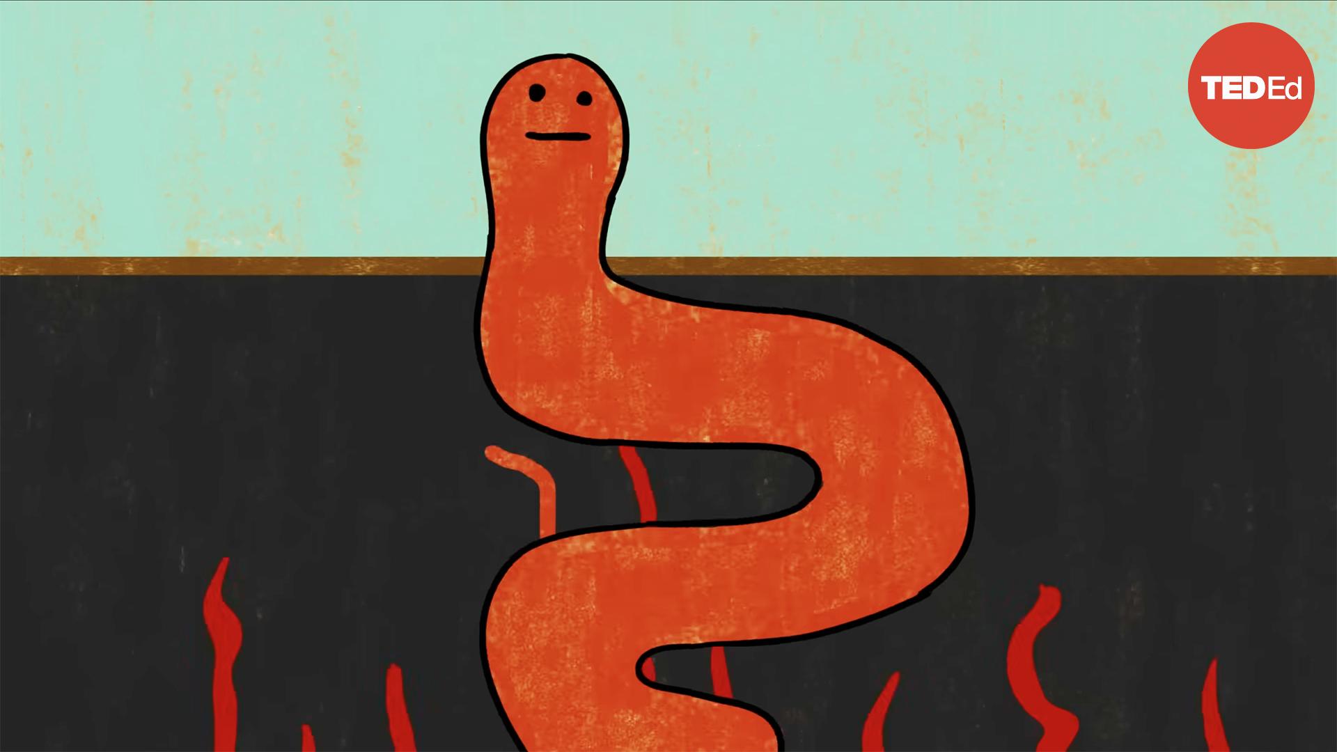 Kenny Coogan: This weird trick will help you summon an army of worms  TED  Talk