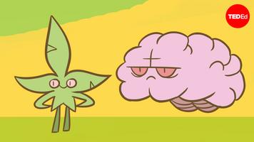 Anees Bahji: Is marijuana bad for your brain?