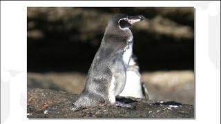 Dyan deNapoli: Can Penguins Survive Anthropogenic Climate Change?