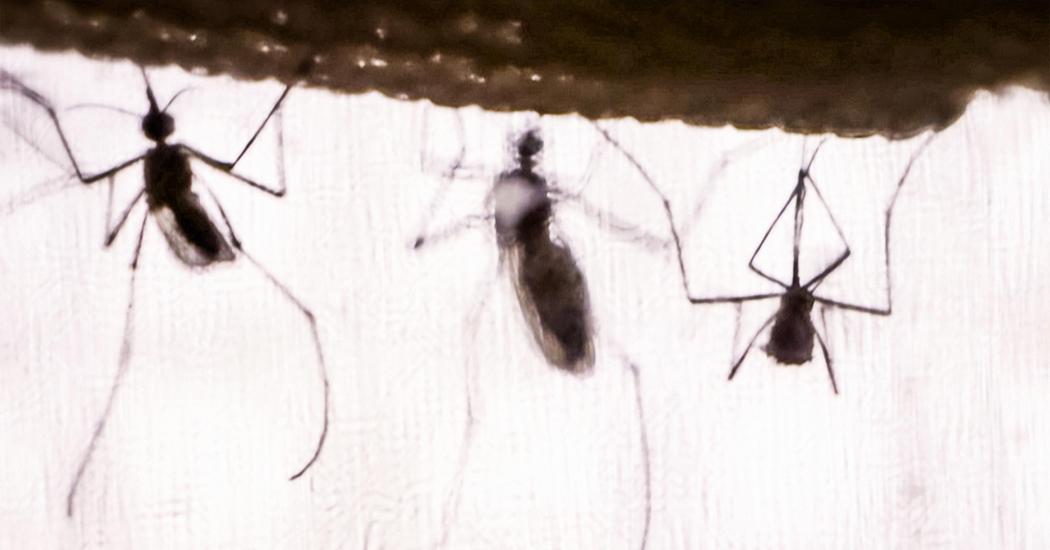 چالاکی دەمارزانی هۆکاری راستەقینەی زیکە زیکی مێشوولە Ted Talk