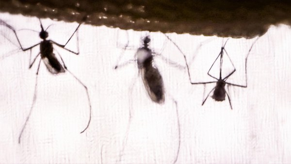 Greg Gage: The real reason why mosquitoes buzz