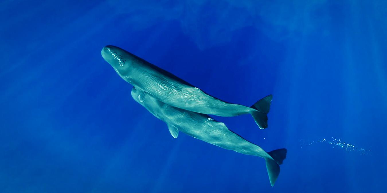 我们可以学会抹香鲸交流吗?