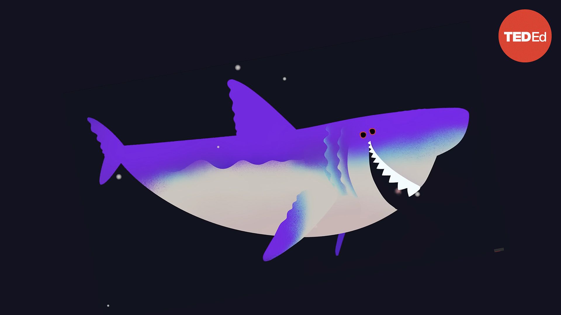 Jack Cooper and Catalina Pimiento: Why did Megalodon go extinct? | TED Talk