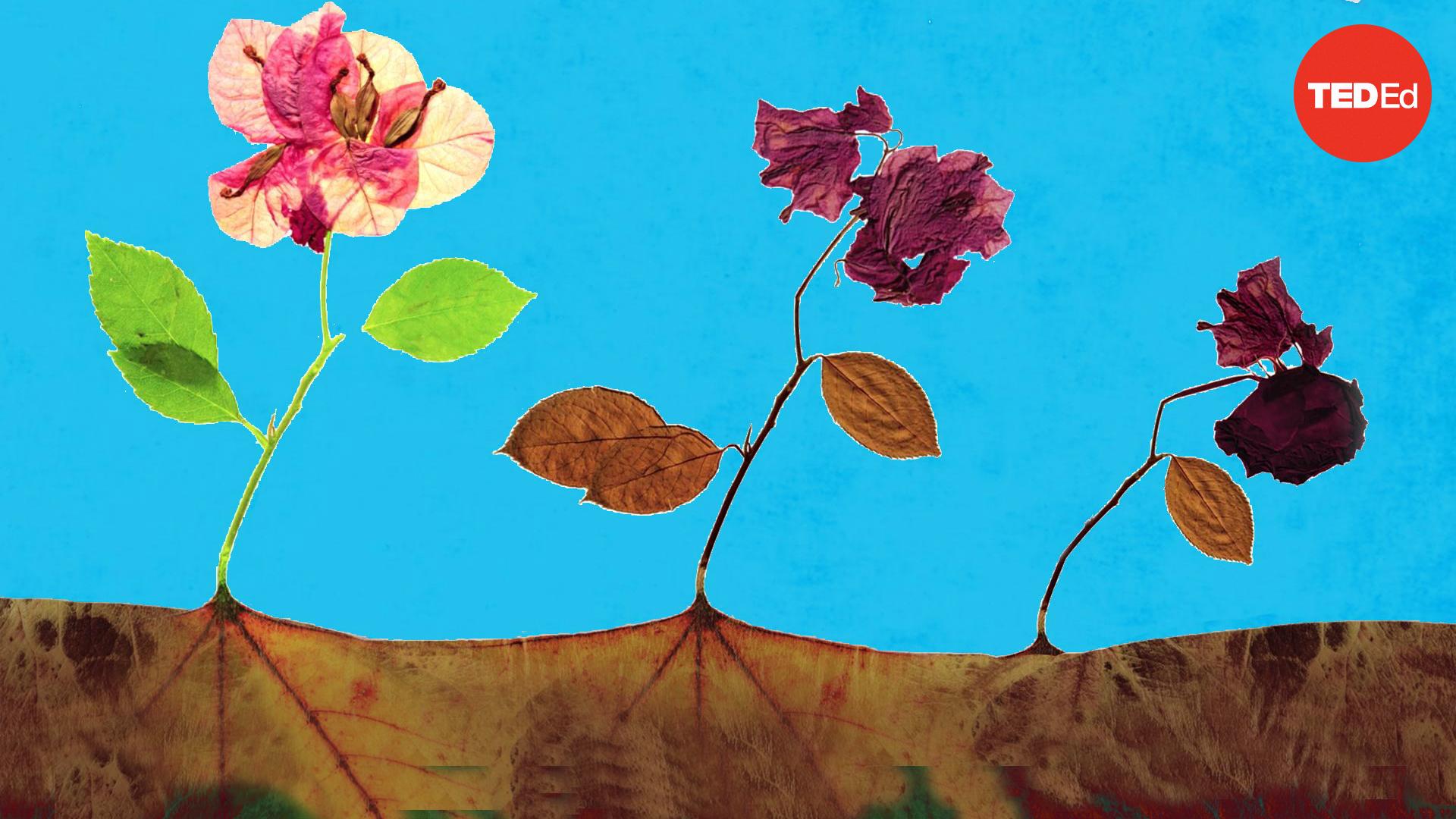 Dead stuff: The secret ingredient in our food chain