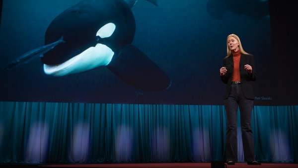 Karen Bakker: Could an orca give a TED Talk?