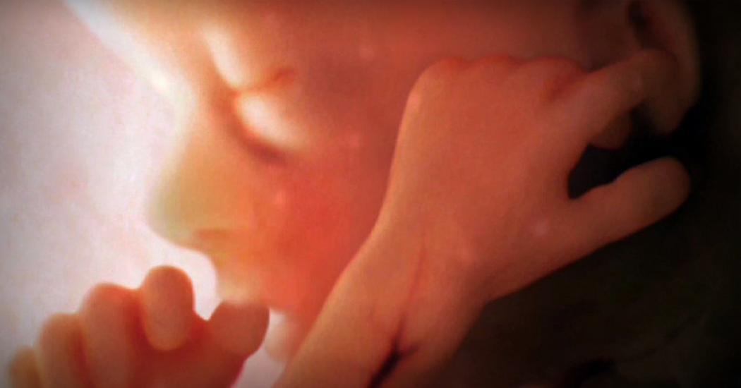 فیلم تشکیل جنین