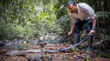 Gowri Shankar: A king cobra bite -- and a scientific discovery