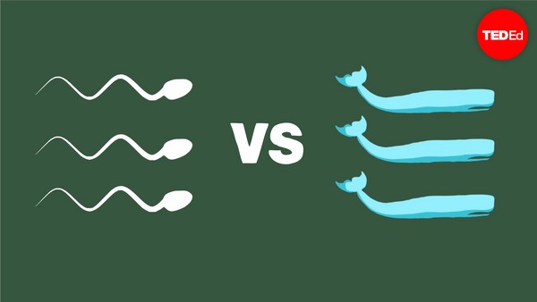 Aatish Bhatia: The physics of human sperm vs. the physics of the sperm whale
