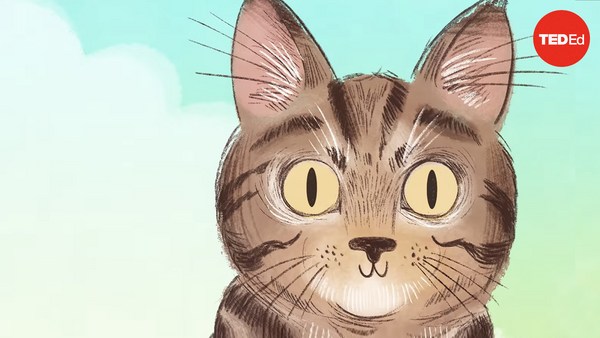 Emma Bryce: Why do cats have vertical pupils?