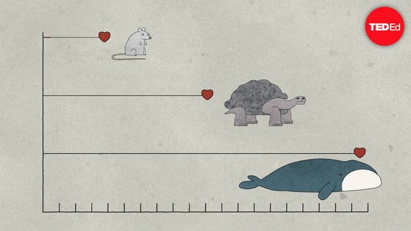 Joao Pedro de Magalhaes: Why do animals have such different lifespans?