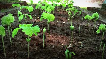 Shubhendu Sharma: How to grow a forest in your backyard