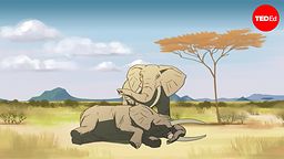 Can other animals understand death?