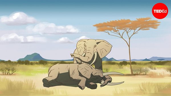 Can other animals understand death?