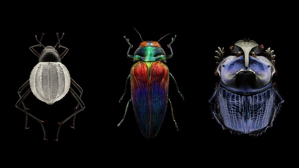 Levon Biss: Mind-blowing, magnified portraits of insects