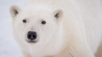 Alysa McCall: What to do when there's a polar bear in your backyard