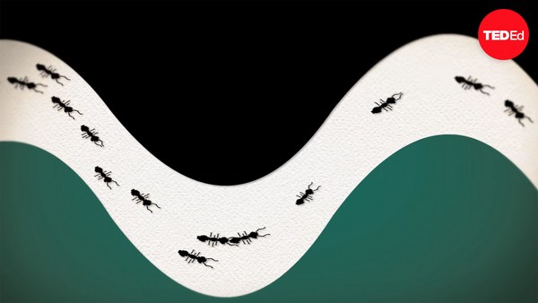 Deborah Gordon: Inside the ant colony