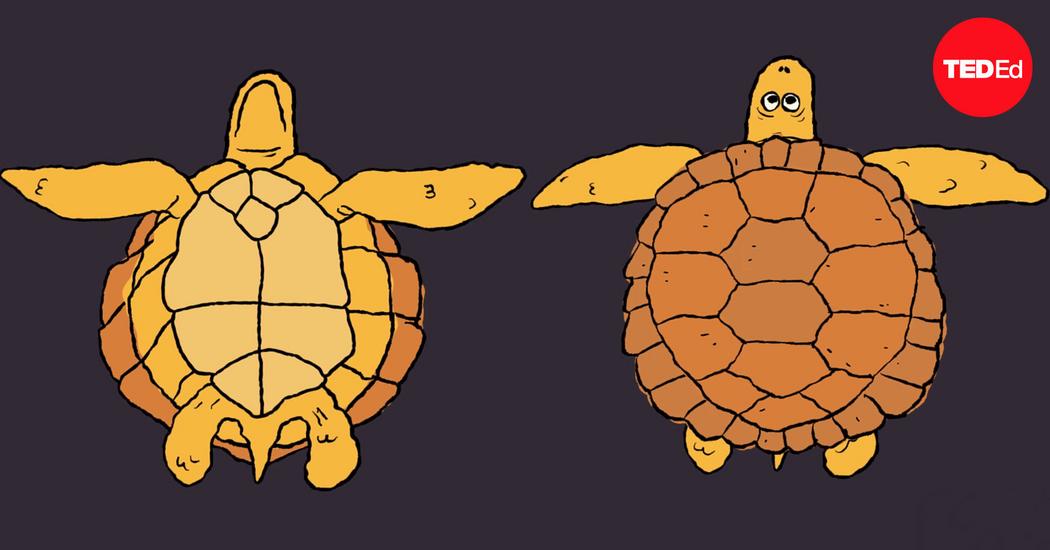 Judy Cebra-Thomas: How turtle shells evolved... twice | TED Talk