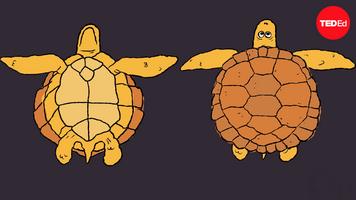 Judy Cebra-Thomas: How turtle shells evolved... twice
