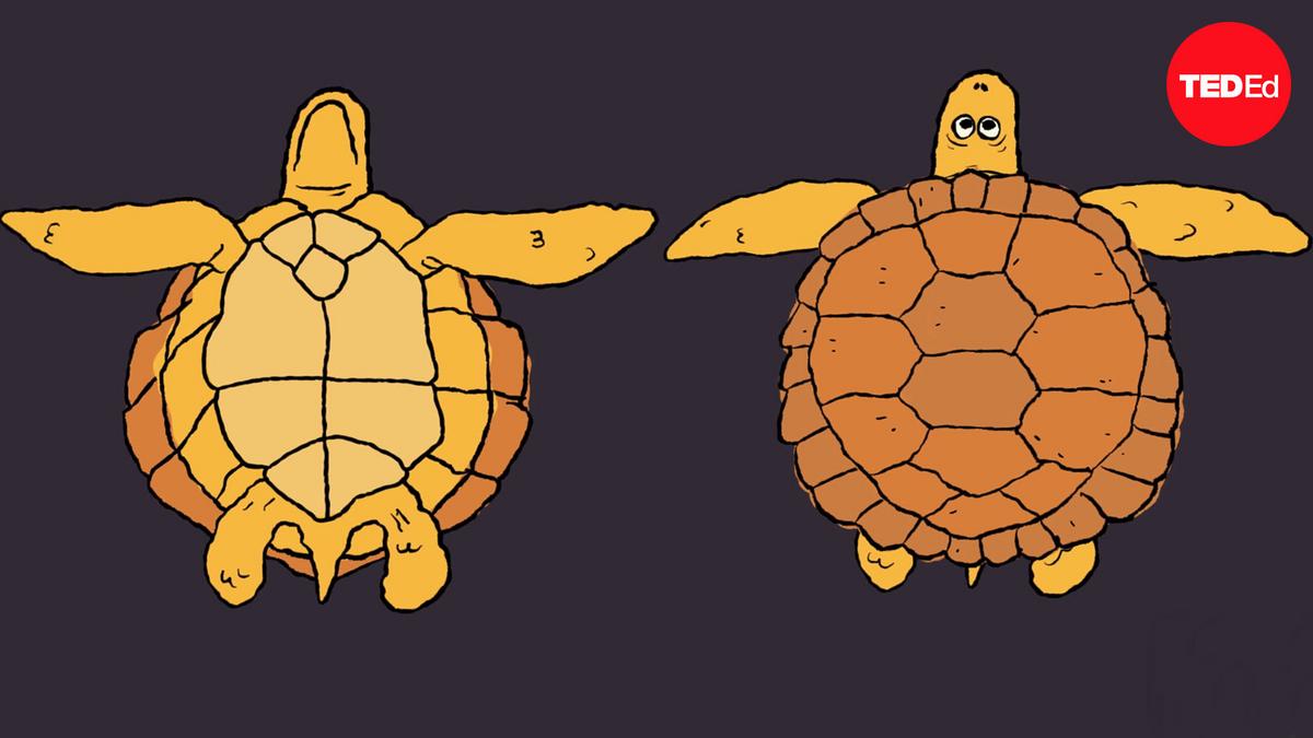 Judy Cebra-thomas: How Turtle Shells Evolved Twice 