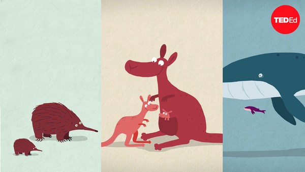 Kate Slabosky: The three different ways mammals give birth