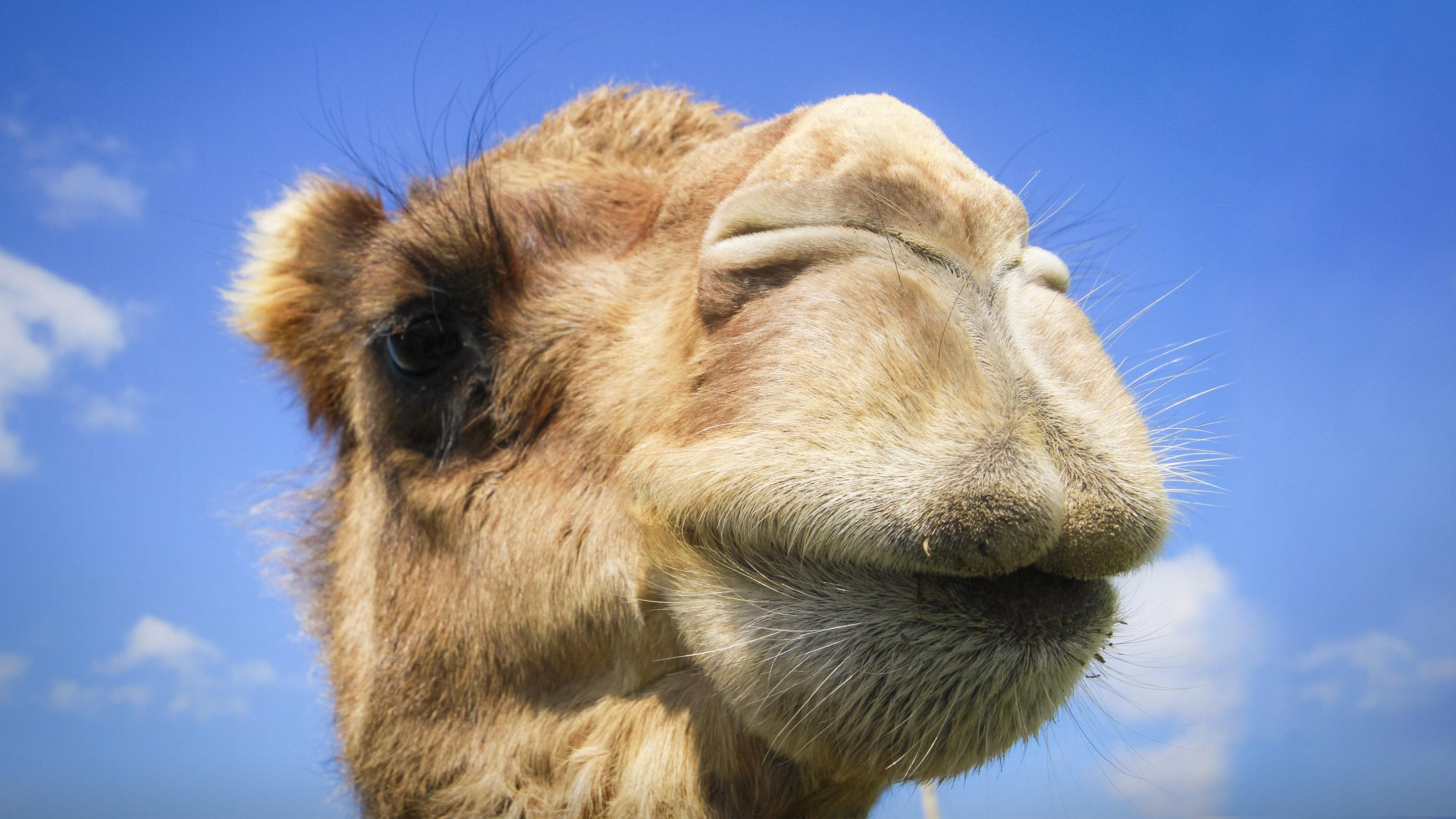No tienes idea de dónde vienen los camellos | Latif Nasser