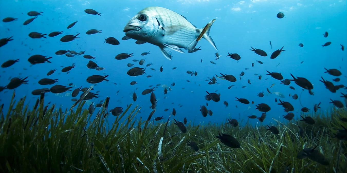 出乎意料,水下植物应对气候变化