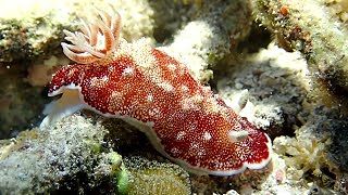 Slug Life: How Sea Slugs Went Solar