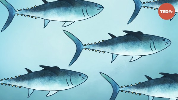 Grantly Galland and Raiana McKinney: Meet the bluefin tuna, the toughest fish in the sea