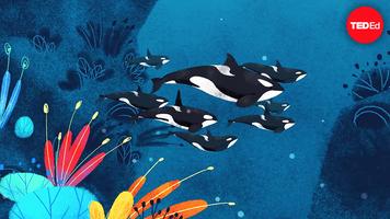Darren Croft: Inside the killer whale matriarchy
