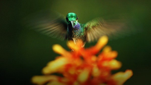 Louie Schwartzberg: The hidden beauty of pollination