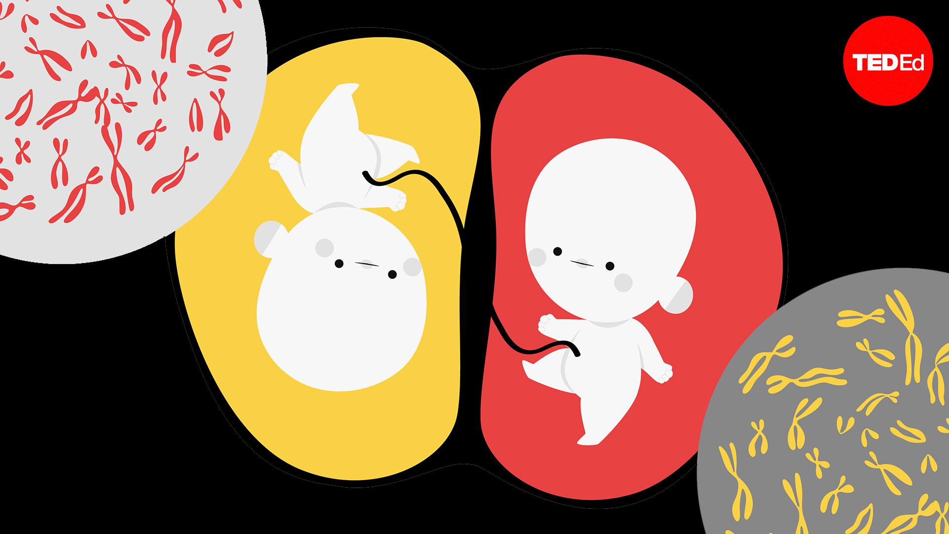 You could have a secret twin (but not the way you think)