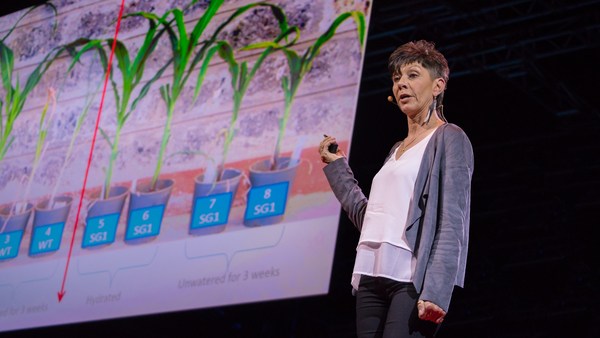 Jill Farrant: How we can make crops survive without water