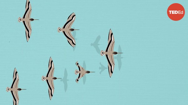 Lucy Cooke: 3 bizarre (and delightful) ancient theories about bird migration