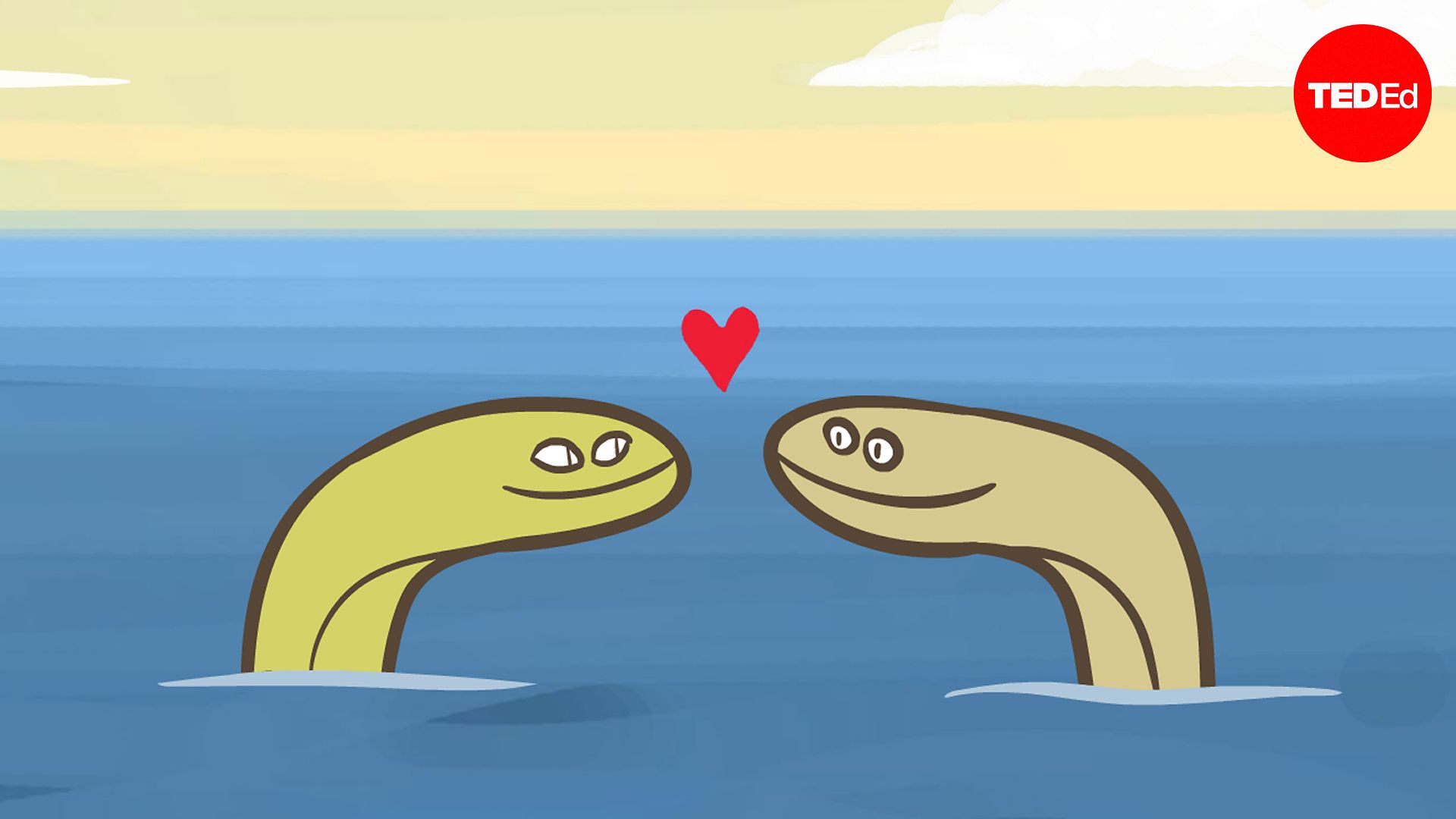 No one can figure out how eels have sex | Lucy Cooke No one can figure out how eels have sex | Lucy Cooke