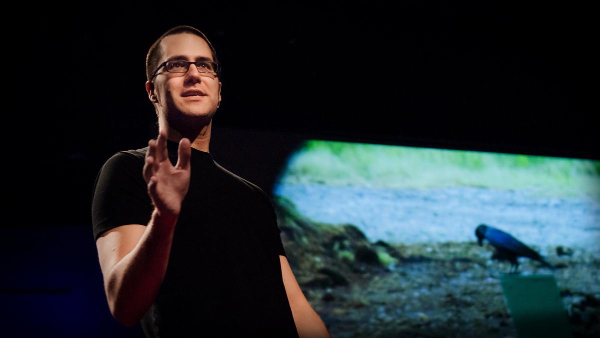 Joshua klein a thought experiment on the intelligence of crows ted talk