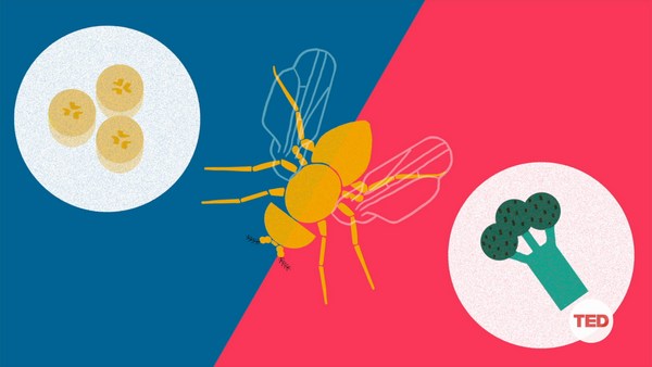 Greg Gage: How you can make a fruit fly eat veggies