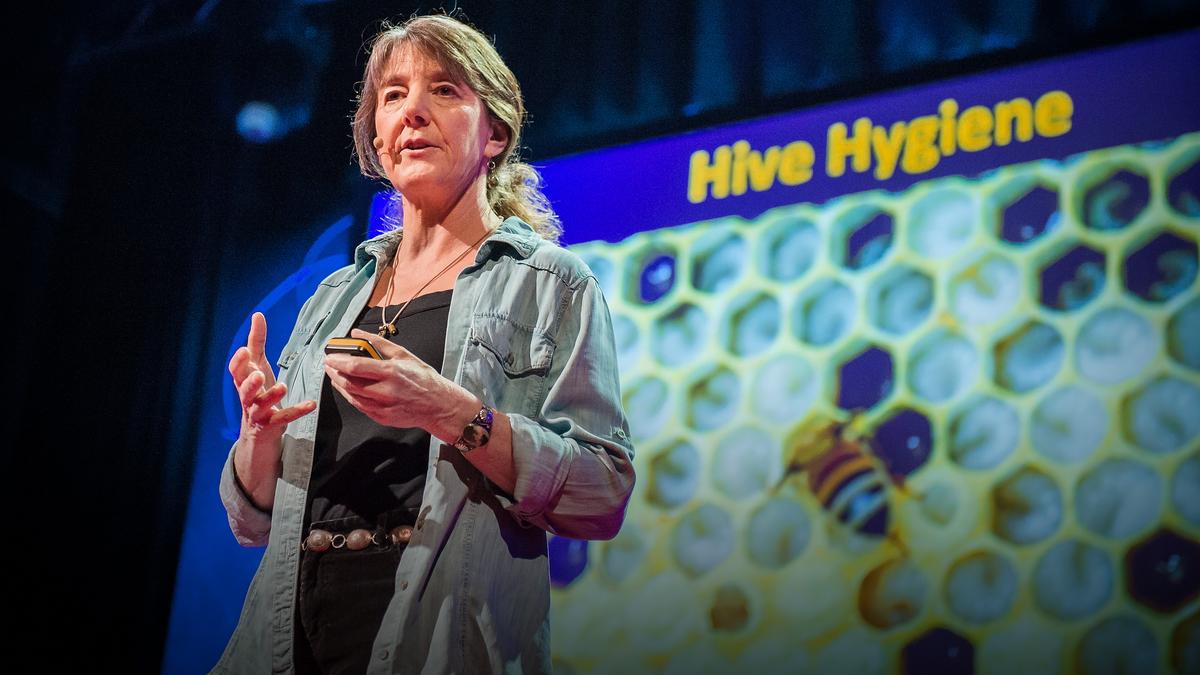 why bees are disappearing ted talk transcript