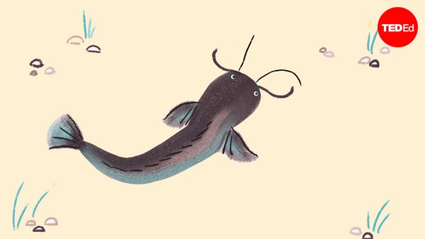 Noah Bressman Les Poissons Qui Marchent Sur La Terre Noah R Bressman Ted Talk Noah Bressman Les Poissons Qui Marchent Sur La Terre Noah R Bressman Ted Talk