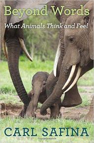 Carl Safina What Are Animals Thinking And Feeling Ted